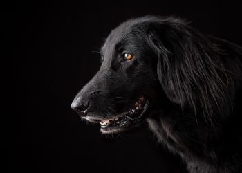 Curly-Tailed Canines: Discovering the Charm of Medium-Sized Dog Breeds