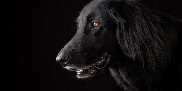 Curly-Tailed Canines: Discovering the Charm of Medium-Sized Dog Breeds