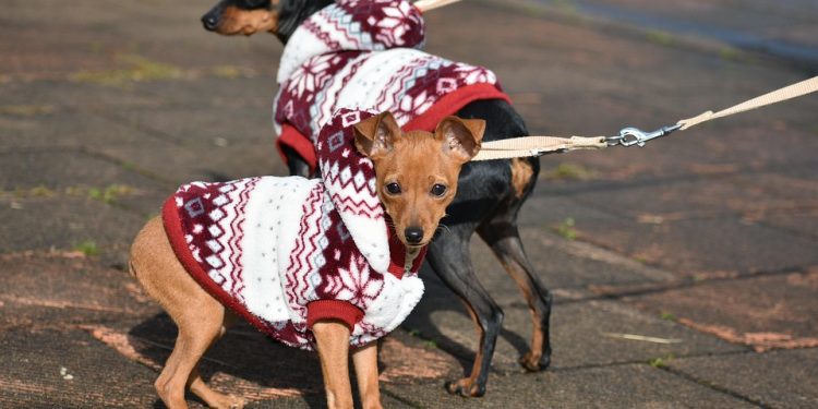 The Mighty Adventures of Little Beast: A Tale of Courage and Loyalty