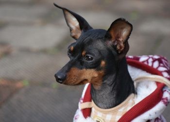 Fashion Forward Fido: The Ultimate Guide to Designer Dog Clothes