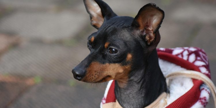 Fashion Forward Fido: The Ultimate Guide to Designer Dog Clothes