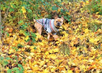 Dress to Impress: The Ultimate Guide to Designer Dog Fashion