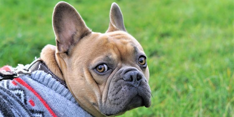 Pawsitively Chic: The Ultimate Guide to Designer Dog Accessories