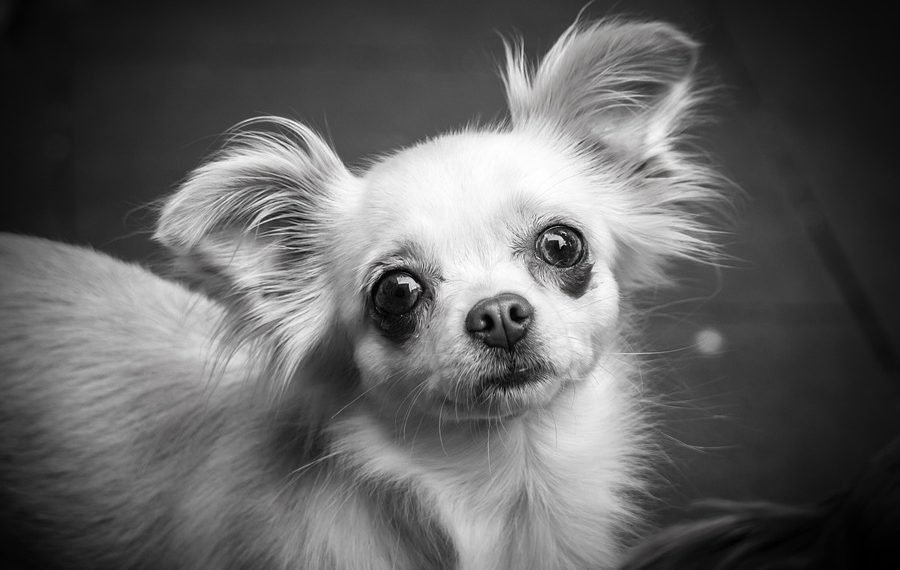 Tiny and Allergy-Friendly: The Best Small Hypoallergenic Dogs for Your Home