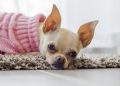 Pawsitively Stylish: Unleash Your Dog’s Fashion Potential with the Latest Trends in Canine Couture
