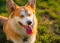 Unlocking the Secrets to Maximizing Your Dog’s Health and Happiness