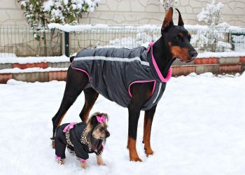 Pawsitively Dry: The Ultimate Dog Rain Coat for Every Pup