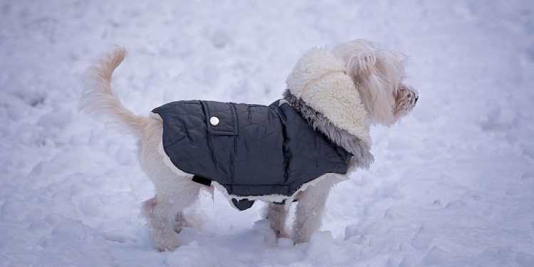 Pawsitively Stylish: The Ultimate Guide to Dressing Your Pets in Fashionable Outfits
