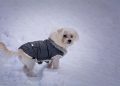 Pampered Pooches: Stylish XXS Dog Clothes for Your Petite Pup