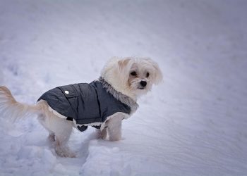 Pampered Pooches: Stylish XXS Dog Clothes for Your Petite Pup
