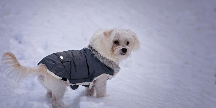 Pampered Pooches: Stylish XXS Dog Clothes for Your Petite Pup