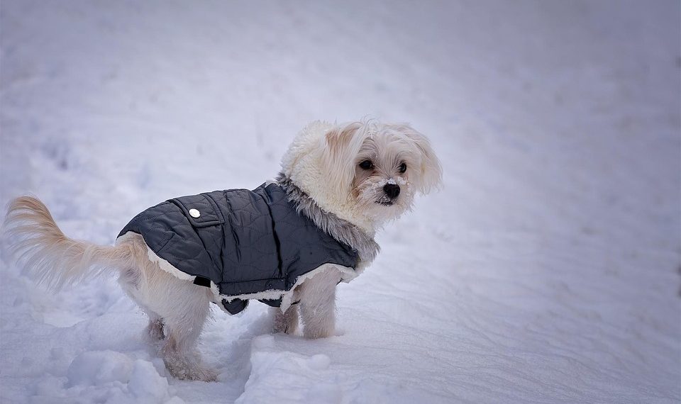 Pampered Pooches: Stylish XXS Dog Clothes for Your Petite Pup