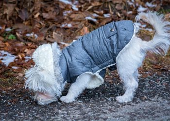Stylish Small Dog Jumpers: Keeping Your Pup Warm and Fashionable
