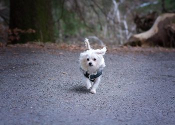 Pamper Your Pooch: The Ultimate Guide to Choosing the Perfect Dog Rain Coat