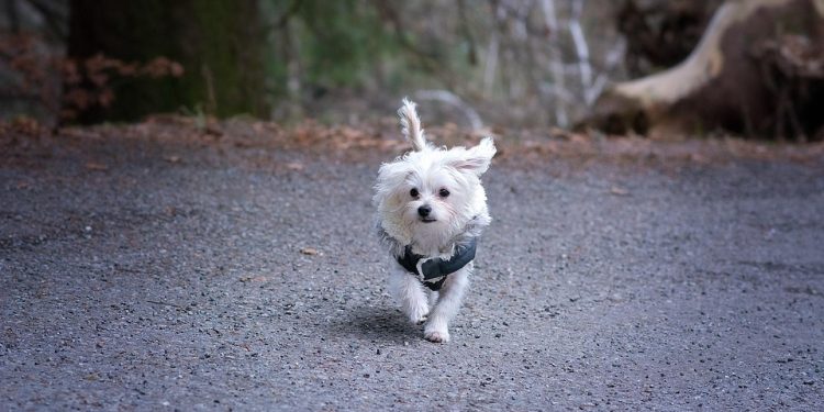 Pamper Your Pooch: The Ultimate Guide to Choosing the Perfect Dog Rain Coat