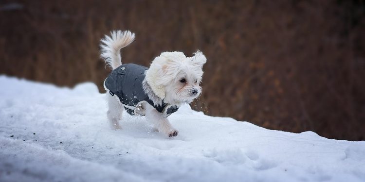 Pampered Paws: Luxurious Designer Gear for Your Fashionable Furry Friend