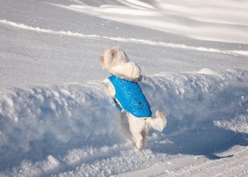 Pint-Sized Pup Couture: Dressing Your Small Dog in Style