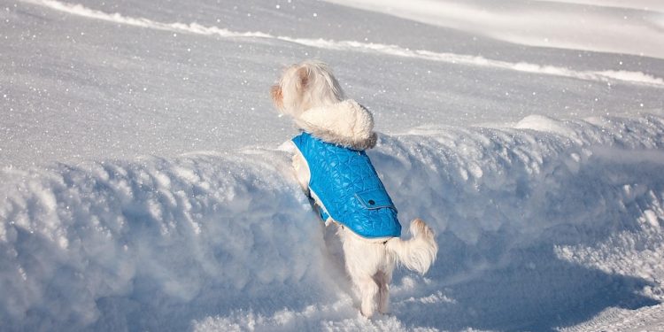 Pint-Sized Pup Couture: Dressing Your Small Dog in Style