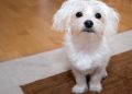 The Charm of Tiny Tails: Exploring the Irresistible World of Small Dog Breeds