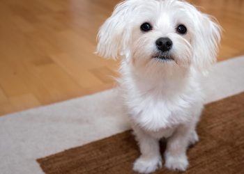 The Charm of Tiny Tails: Exploring the Irresistible World of Small Dog Breeds