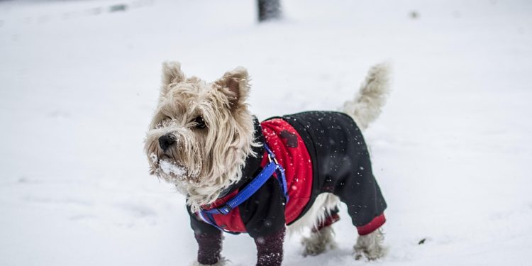 Pampered Pooches: The Ultimate Guide to Designer Dog Accessories