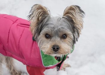 Pampered Pooches: The Ultimate Guide to Designer Doggy Luxuries