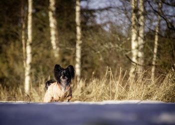 Ultimate Guide to Choosing the Perfect Coat for Your Pup