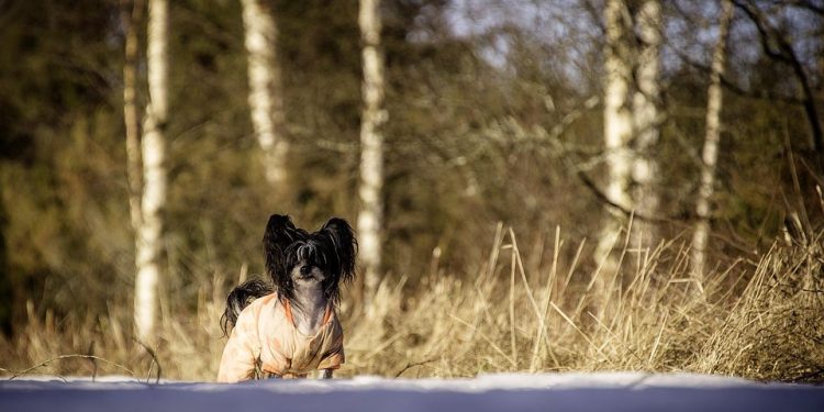 Ultimate Guide to Choosing the Perfect Coat for Your Pup