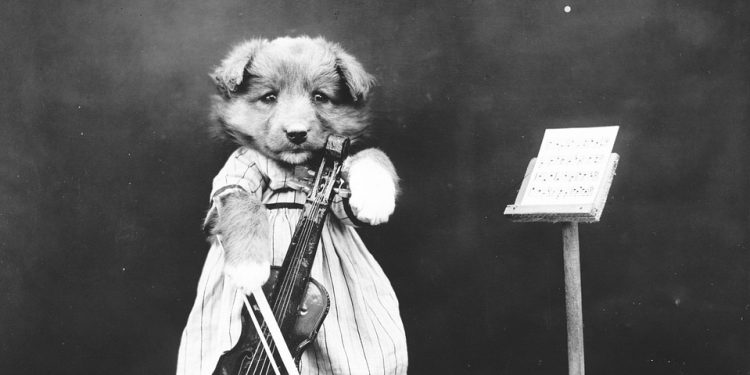 Fashion Forward: Unleashing the Best Doggy Dress Trends