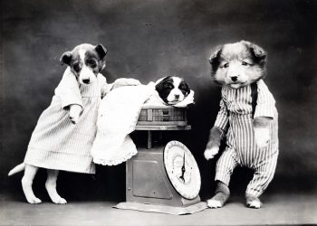 Pawsitively Stylish: The Ultimate Guide to Dressing Your Pet in Fashionable Outfits