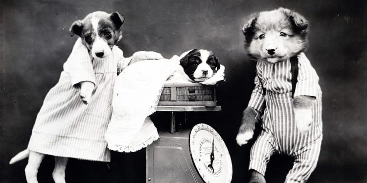 Pawsitively Stylish: The Ultimate Guide to Dressing Your Pet in Fashionable Outfits