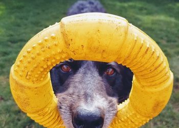 Pawsitively Playful: The Top Dog Ball Toys Guaranteed to Keep Your Pup Entertained!