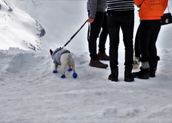 Pampered Pups: Stylish XXS Dog Clothes for Your Petite Pooch