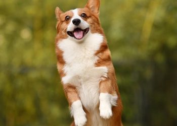 Top 10 Family-Friendly Dog Breeds: Finding the Perfect Companion for Your Home