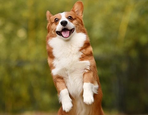 Top 10 Family-Friendly Dog Breeds: Finding the Perfect Companion for Your Home