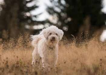 Pawsitively Healthy: A Guide to Ensuring Your Dog’s Optimal Wellbeing
