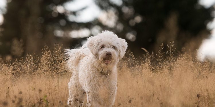 Pawsitively Healthy: A Guide to Ensuring Your Dog’s Optimal Wellbeing