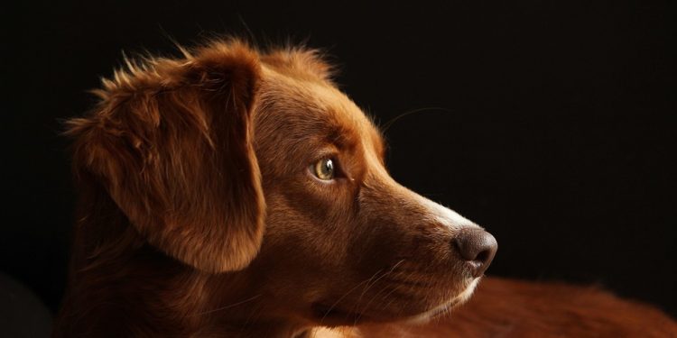 The Ultimate Guide to Choosing the Perfect Dog Breed for Your Lifestyle