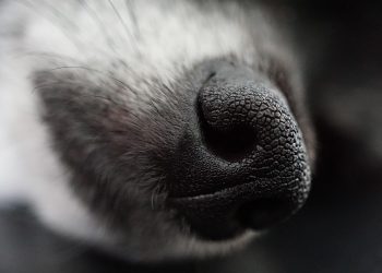 Tiny Yet Mighty: Unleashing the Power of the Little Beast Dog