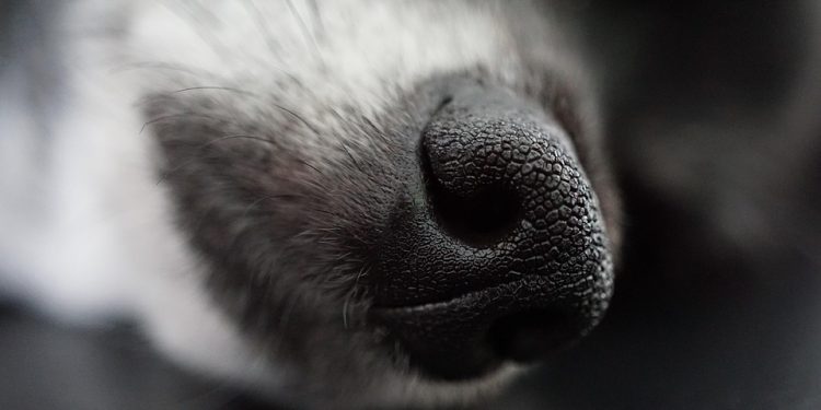 Tiny Yet Mighty: Unleashing the Power of the Little Beast Dog