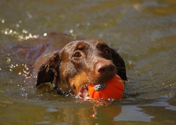 End Boredom Now: Interactive Toys to Keep Your Pup Entertained for Hours