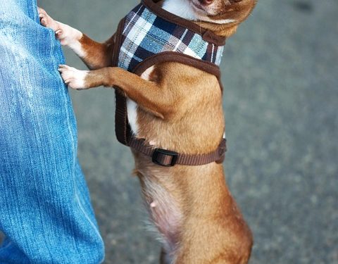Fashion Forward Fidos: The Ultimate Guide to Stylish Dog Coats