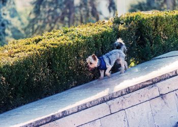 Pampered Pooches: The Ultimate Guide to XXS Dog Clothes for Stylish Small Breeds