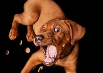 The Perfect Pooch: Discovering the Delight of Small Hypoallergenic Dogs