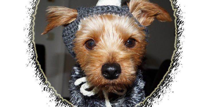 Stylish Pups: The Ultimate Guide to XXS Dog Clothes for Fashionable Fur Babies