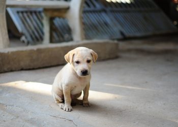 Pawsome Protection: The Ultimate Guide to Choosing the Best Dog Raincoat