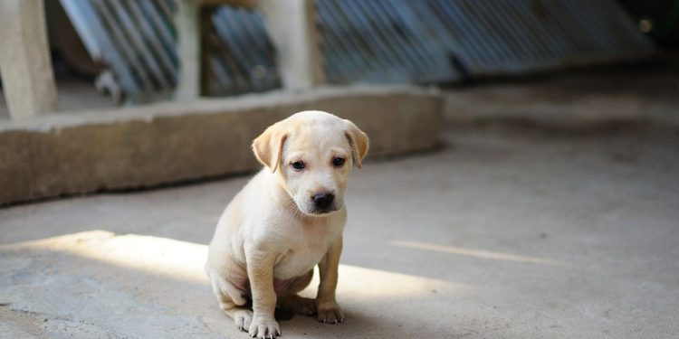 Pawsome Protection: The Ultimate Guide to Choosing the Best Dog Raincoat