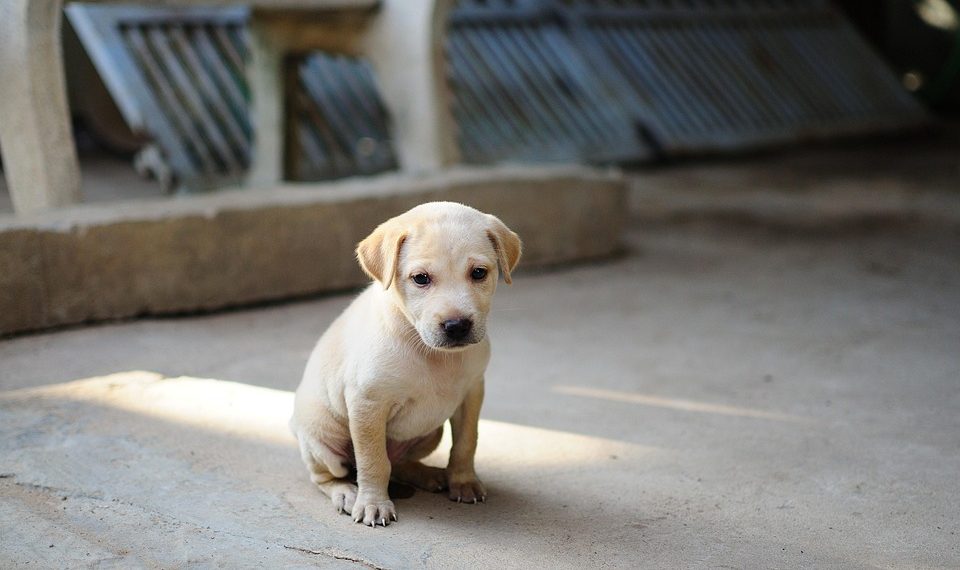 Pawsome Protection: The Ultimate Guide to Choosing the Best Dog Raincoat