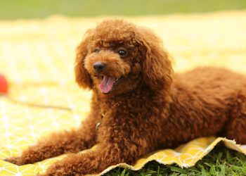 Pampered Pups: The Ultimate Guide to Designer Dog Fashion