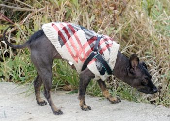 Dapper Dogs: The Ultimate Guide to Stylish Designer Dog Clothes